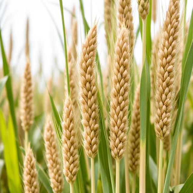 Sorghum